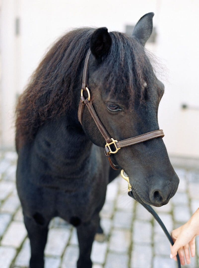 A pony was made part of the wedding festivities