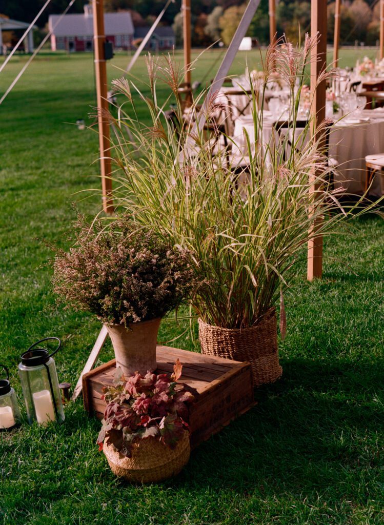 Plants and tuft grass in pots arranged at the wedding